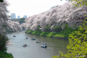 東京都千鳥淵櫻花