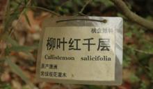 柳葉紅千層