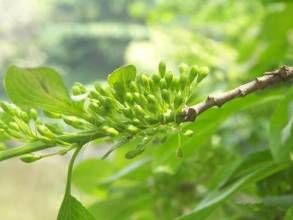 浙江鼠李（變種）