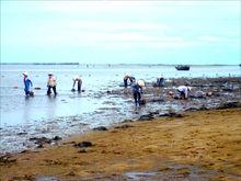 北海金海灣紅樹林—趕海