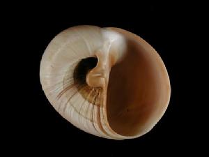 薄殼玉螺 薄殼玉螺