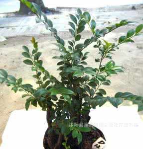 《專家指點花卉、盆景、茶樹栽培》 《專家指點花卉、盆景、茶樹栽培》