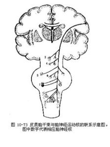 椎體外系 椎體外系