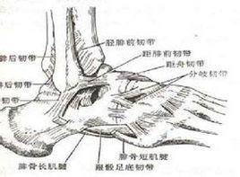 脛骨粗隆腫脹 脛骨粗隆腫脹