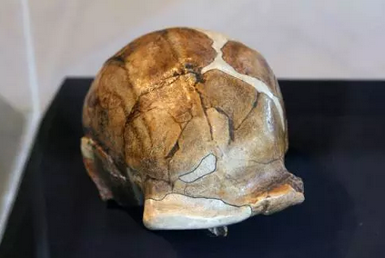 北京人頭骨化石 北京人頭骨化石