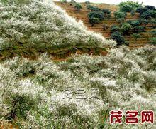 東鎮街道[廣東省信宜市東鎮]