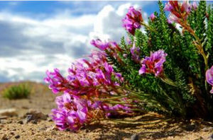 美麗棘豆 美麗棘豆