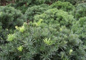 毛枝羅漢松 毛枝羅漢松