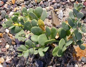 駱駝蹄草 駱駝蹄草