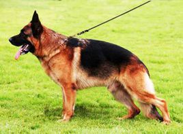 軍犬黑子 軍犬黑子