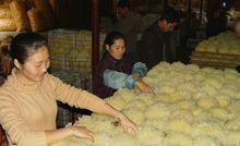 圖1 古田縣銀耳栽培基地