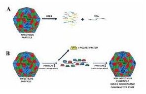 核糖核酸酶T1 核糖核酸酶T1