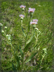 柳葉多舌飛蓬 柳葉多舌飛蓬