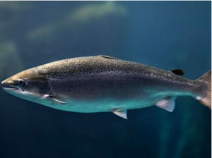 銀大麻哈魚 銀大麻哈魚