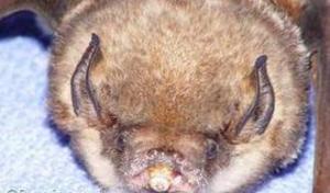 葉口明齒蝠 葉口明齒蝠