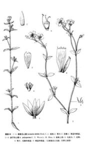 秦嶺無心菜 秦嶺無心菜