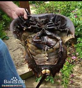 蟹形鱟蟲 蟹形鱟蟲