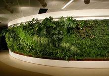 植物牆