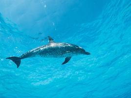 花斑原海豚 花斑原海豚