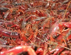 龍蝦養殖 龍蝦養殖