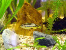 非洲鳳凰 非洲鳳凰