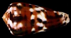 條斑芋螺 條斑芋螺