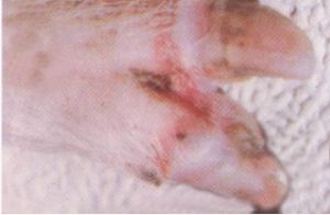 蹄冠水泡本篇文章來源於 養豬線上(http://www.pigonline.cn) 轉載請以連結形式註明出處 網址：http://www.pigonline.cn/zhubing/showarticle.asp?articleid=3474