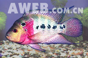 （圖）七星伴月