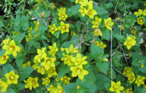 耳柄過路黃 耳柄過路黃