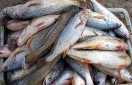 尖頭黃姑魚 尖頭黃姑魚