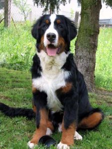 伯爾尼茲山地犬 伯爾尼茲山地犬