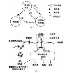 免疫反應性胰島素 免疫反應性胰島素
