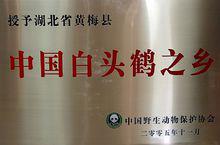 黃梅[湖北省黃梅縣]