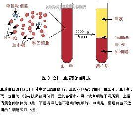 血漿滲透壓 血漿滲透壓