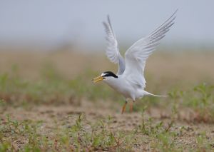 克島燕鷗 克島燕鷗