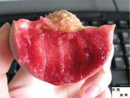 中華紫血桃 中華紫血桃