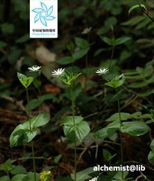 中國繁縷圖冊（中國植物圖像庫）