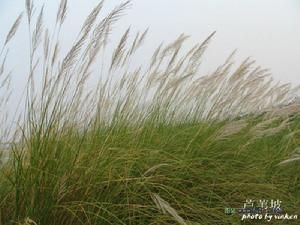 日本蘆葦 日本蘆葦