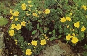 白萼委陵菜 白萼委陵菜