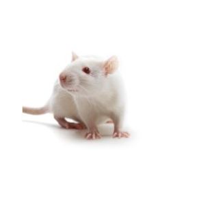 純系實驗動物 純系實驗動物