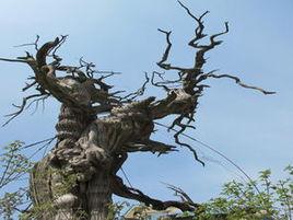 高淳四寶 高淳四寶