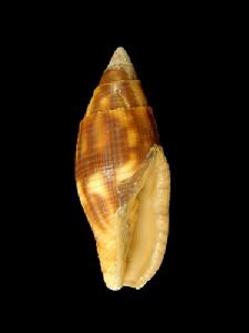 縱斑筆螺 縱斑筆螺