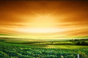 巴羅沙谷君葉紅酒莊葡萄種植區