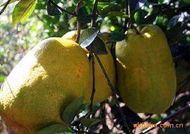 安化無核木瓜 安化無核木瓜