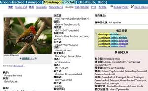 綠背斑雀 綠背斑雀