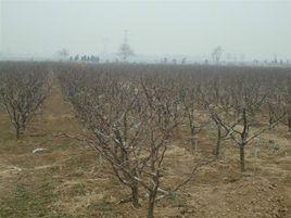 中楊村[江蘇省南京市溧水區和鳳鎮下轄村]