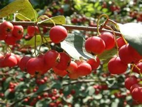 球花栒子 球花栒子