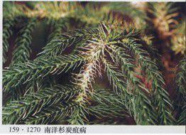 油松落針病 油松落針病