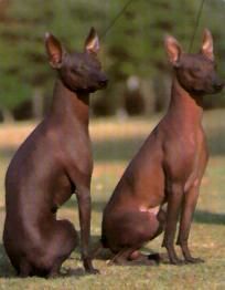 秘魯無毛犬 秘魯無毛犬