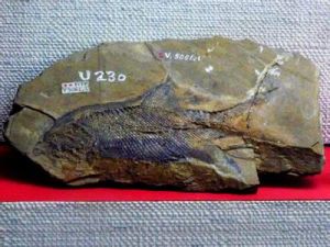 安定貝萊魚 安定貝萊魚